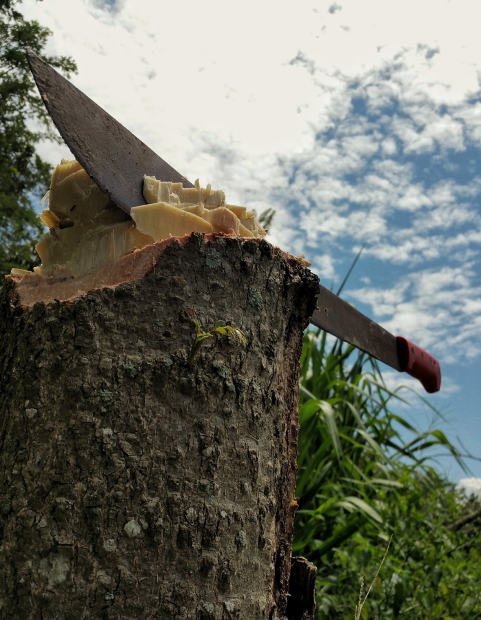 Mačeta použita při kácení stromu